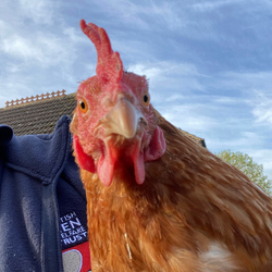 Close up of a chicken used as Carole's profile picture